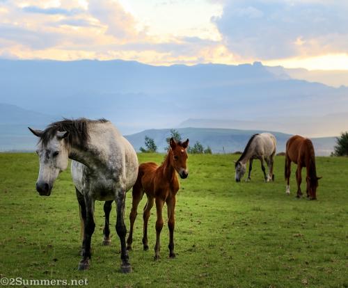 Drakensberg Mountain Retreat horses