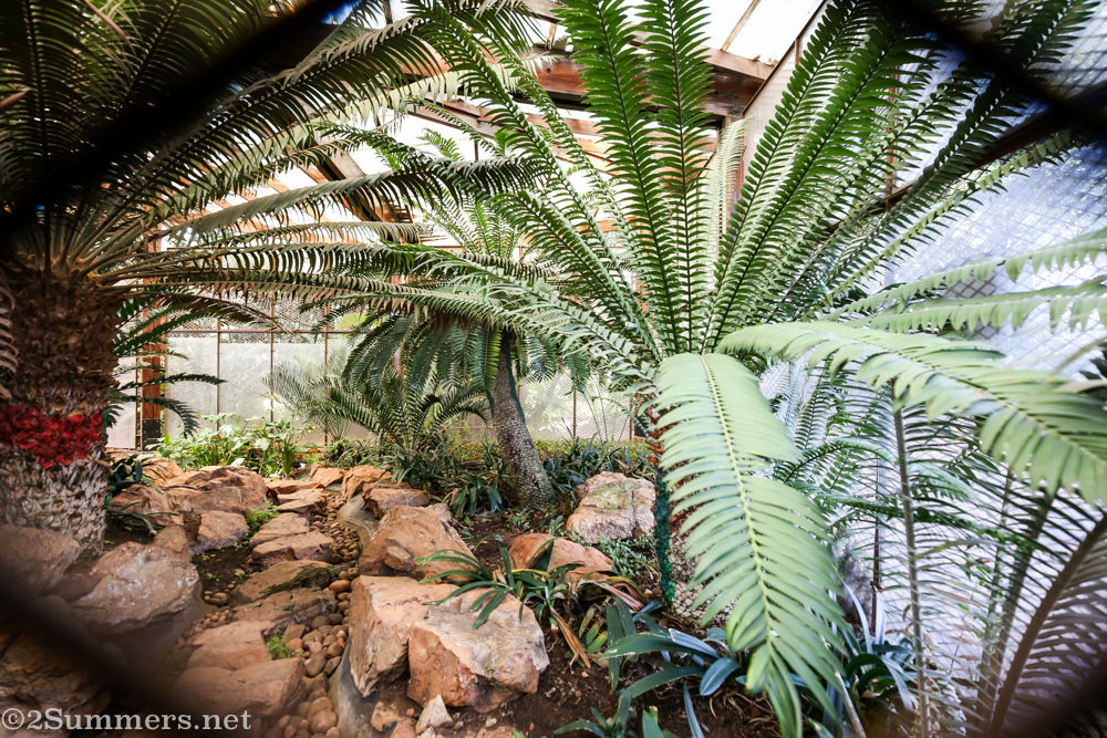 Ancient cycads in the Wilds greenhouse.