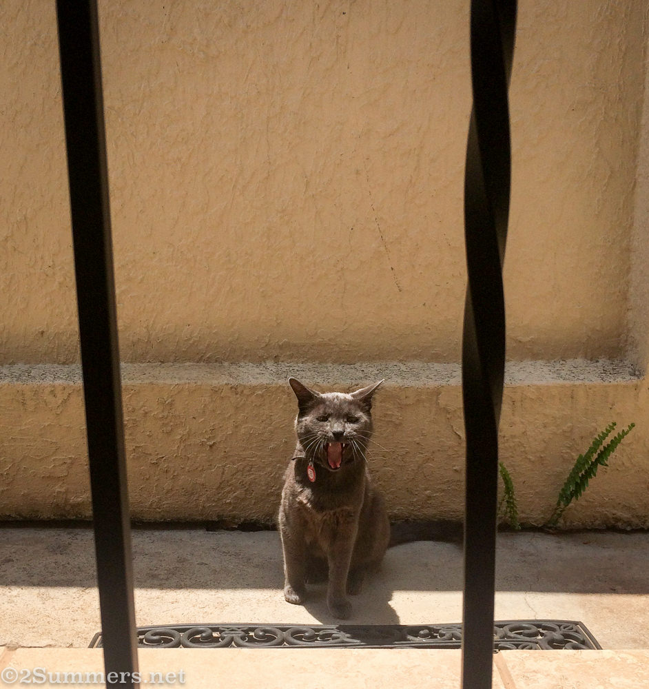 Smokey the Melville Cat outside