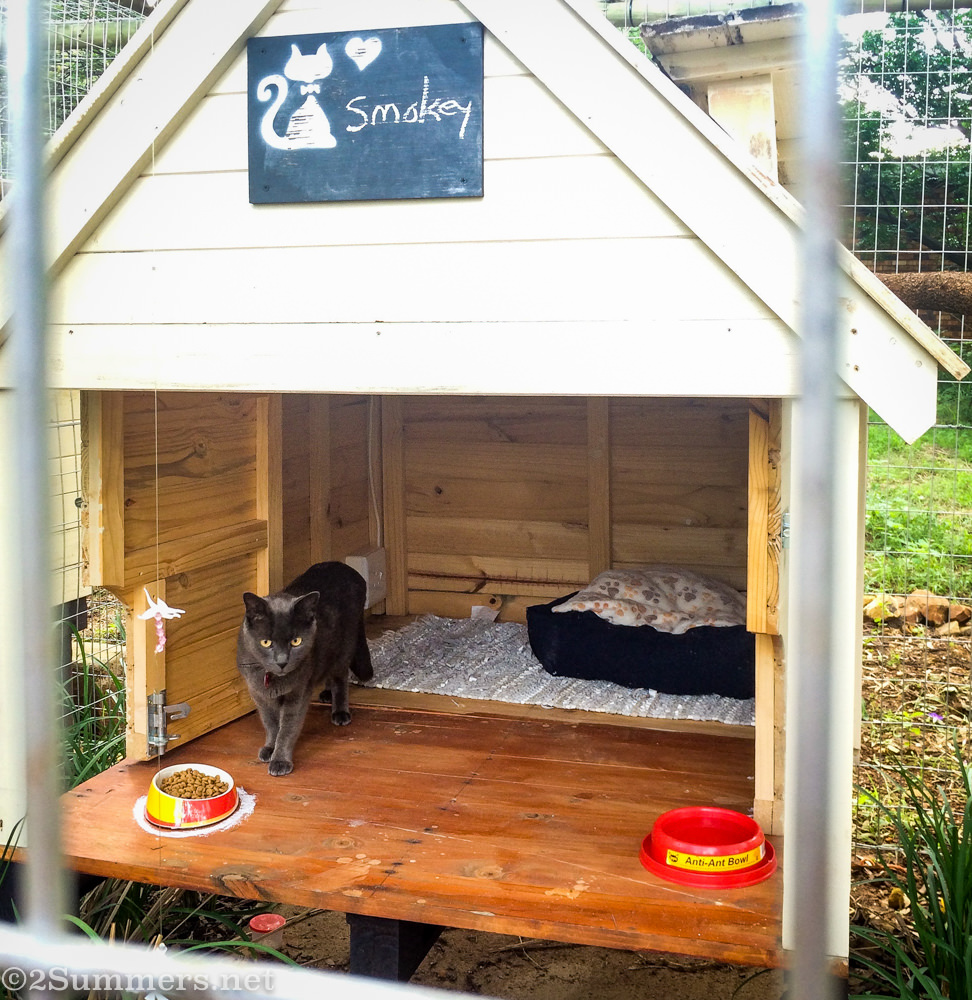 Smokey the Melville Cat at Cattery on the Hill
