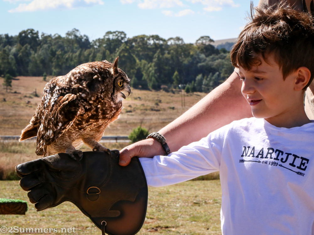 Dullstroom Bird of prey owl and boy