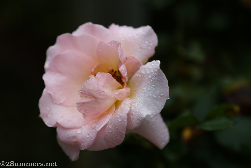 Walkersons rose