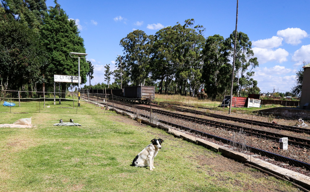 Zoe the dog at railway station-5115
