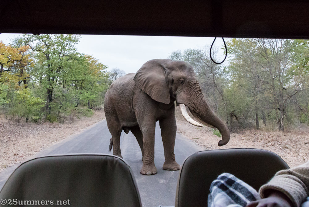 Angry elephant in musth.