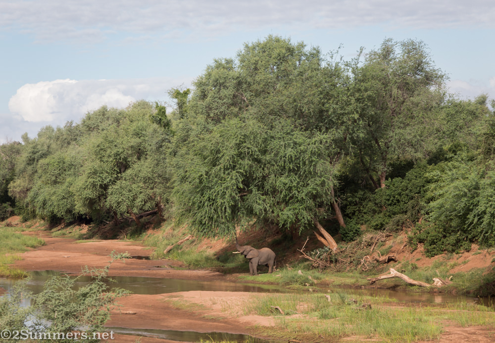 Elephant eating in Pafuri