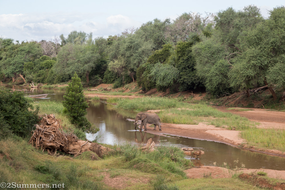 Elephants and Baobabs-8674