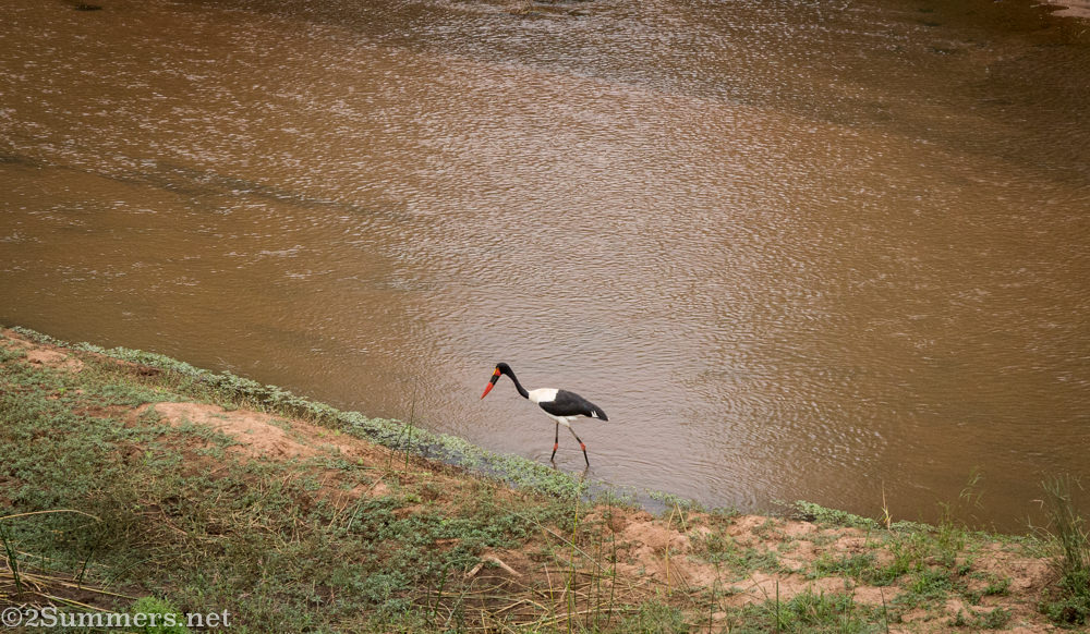 Pafuri Makuleke-8617