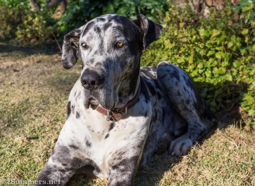 Sultan the Terbodore Great Dane