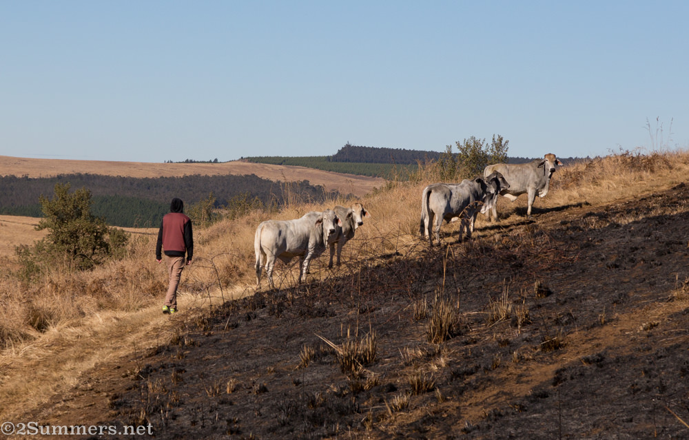 Ray and cows