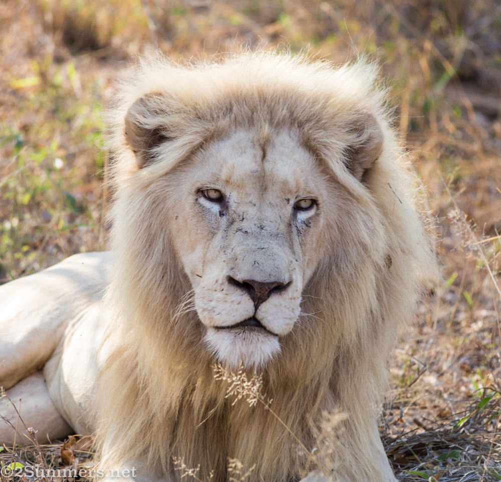 White lion closeup