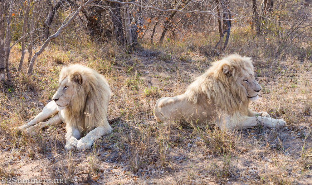White lions in the bush