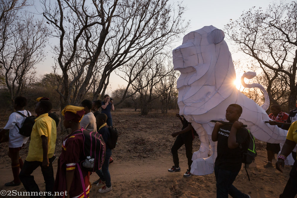 White lion parade at sunset