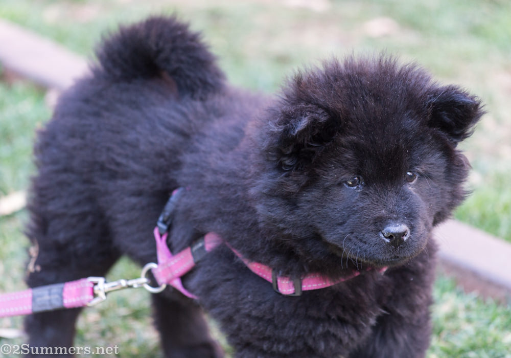 Puppy at Pic Nic New Town