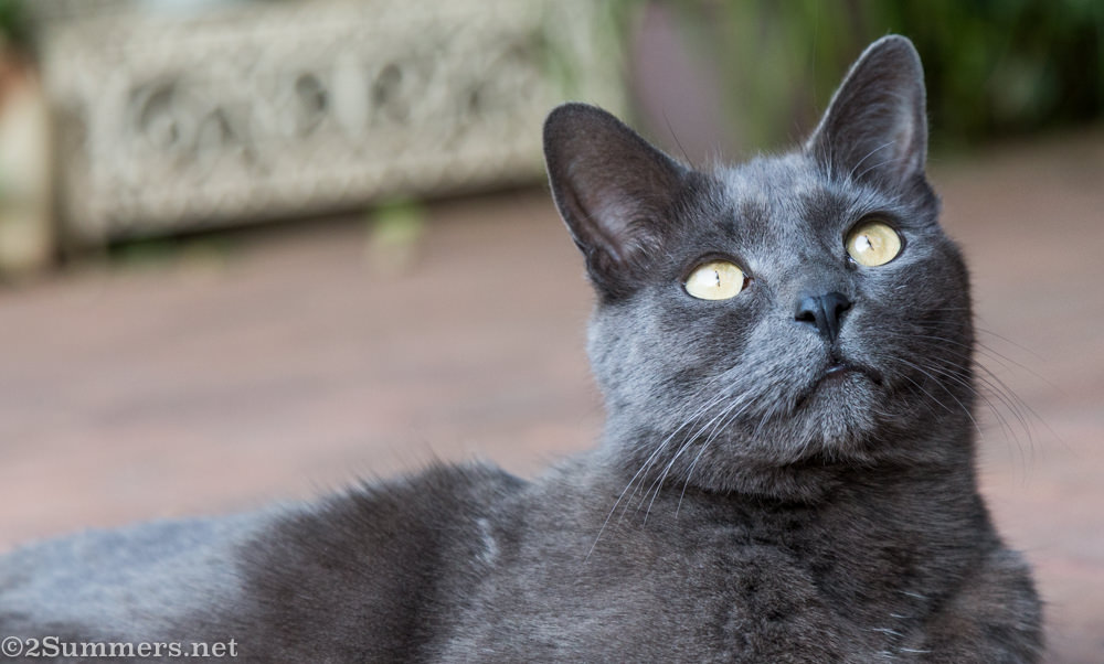 The Melville Cat looking up