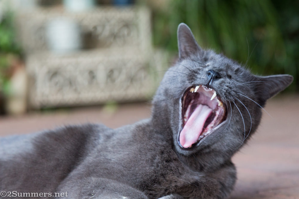 Melville Cat yawning