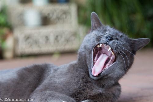 Melville Cat yawning