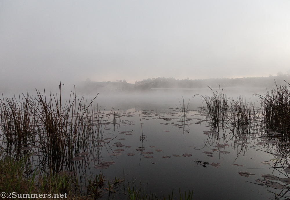 Stanford Lake and lily pads in the mist