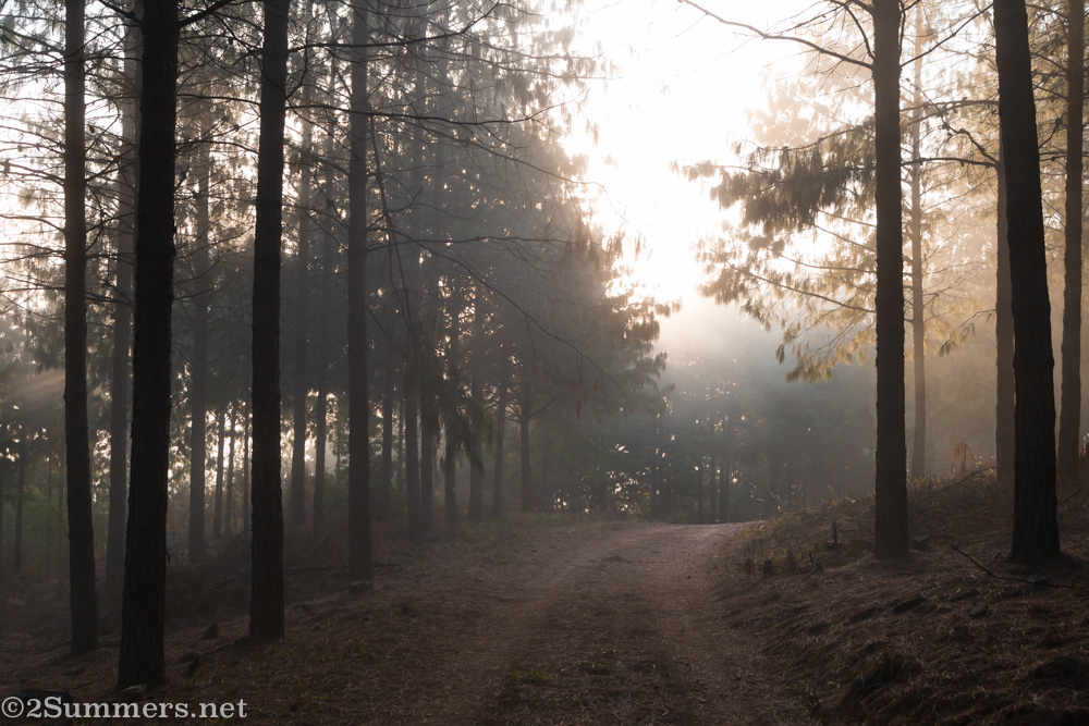 Forest in the morning