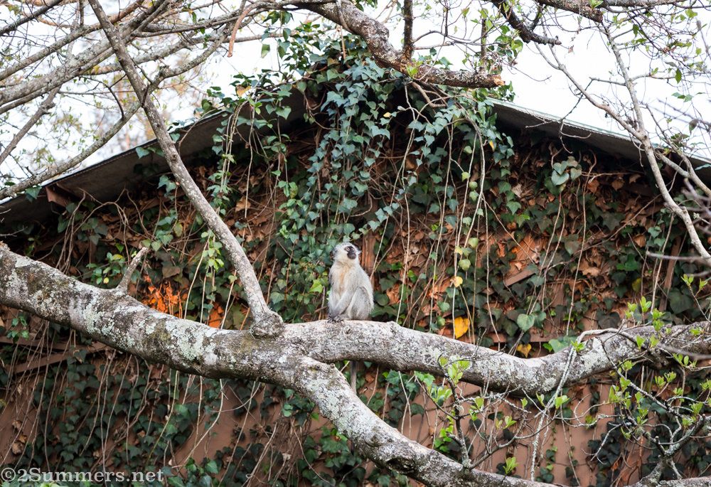 Vervet monkey at Shiluvari