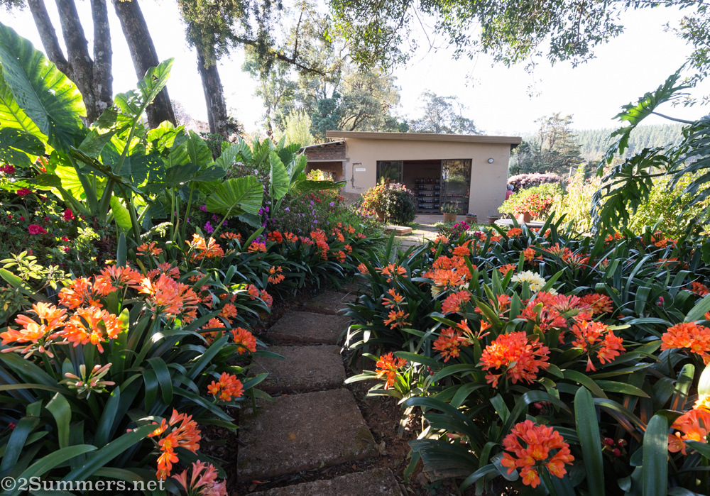 Clivias at Kuhestan Farm