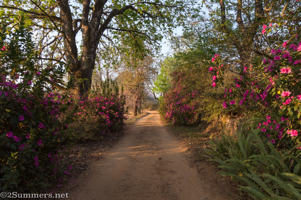 The lane at Blueberry Heights in Magoebaskloof