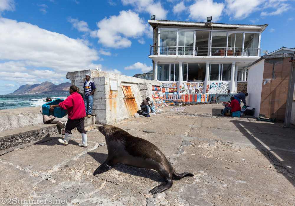 Seal chasing fisherman