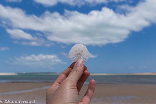 Pansy shell on Bazaruto beach