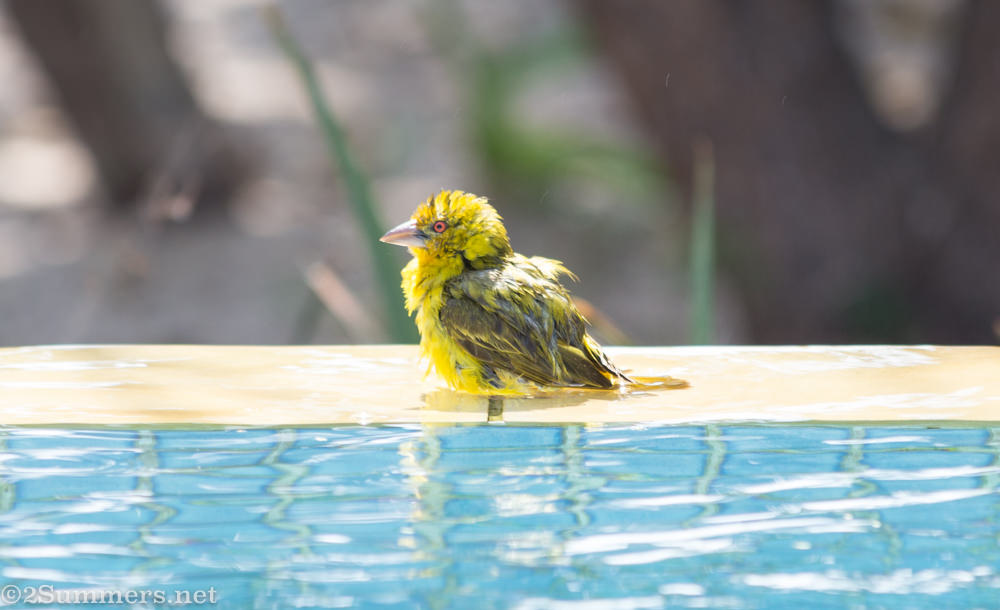 benguerra-island-weaver
