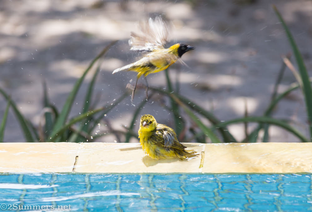 Birds in plunge pool at Azura Retreat