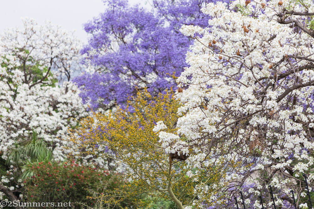 White and purple jacarandas on Herbert Baker Street