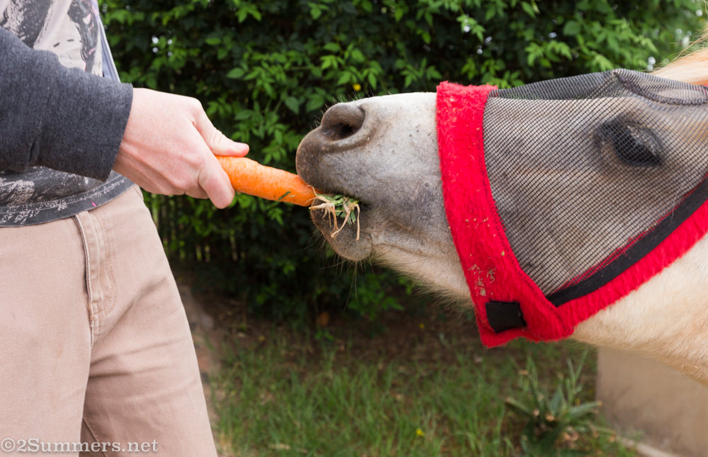 Pony eats carrot from Ray