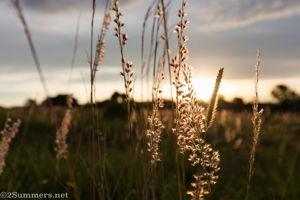 Highveld grass