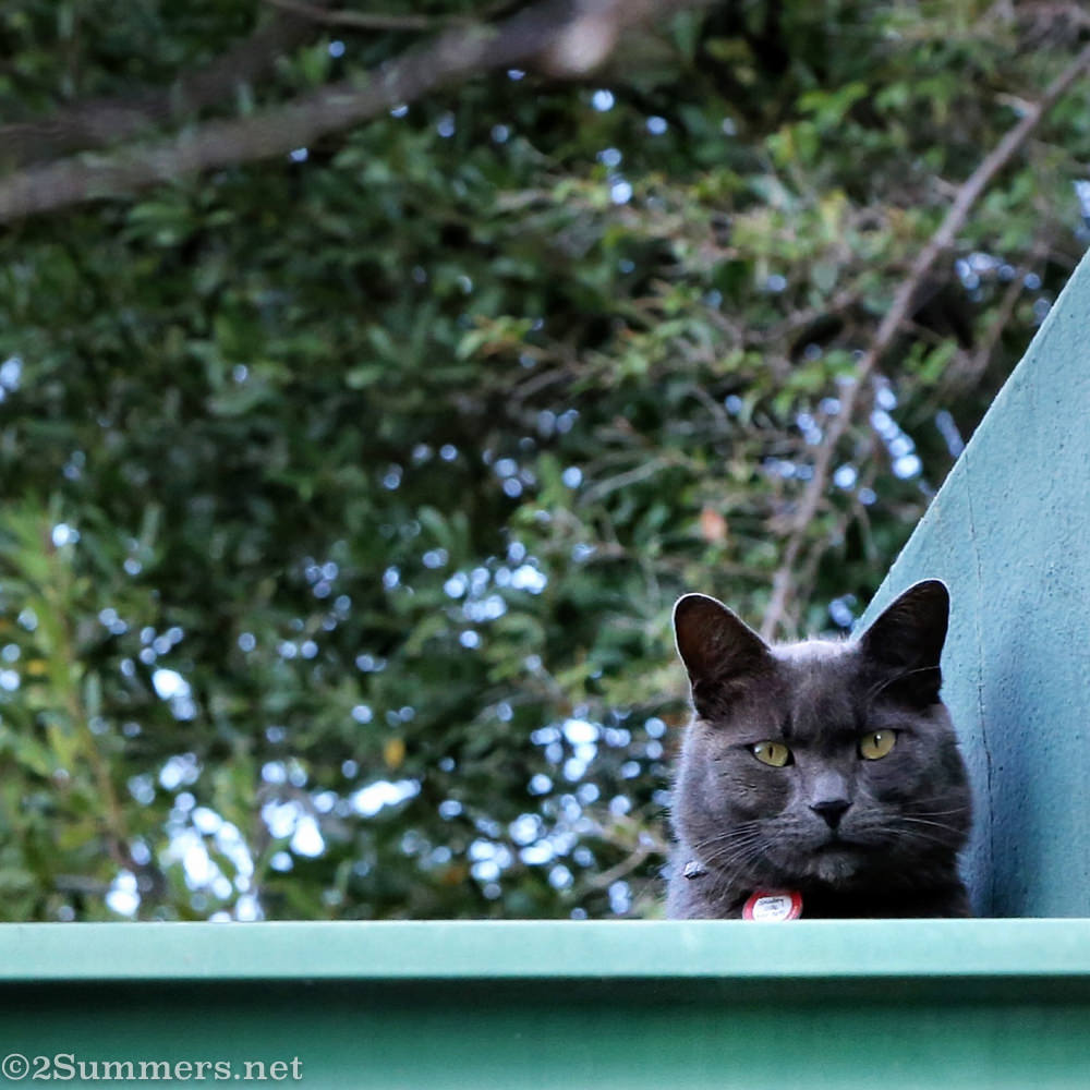 The Melville Cat on the roof