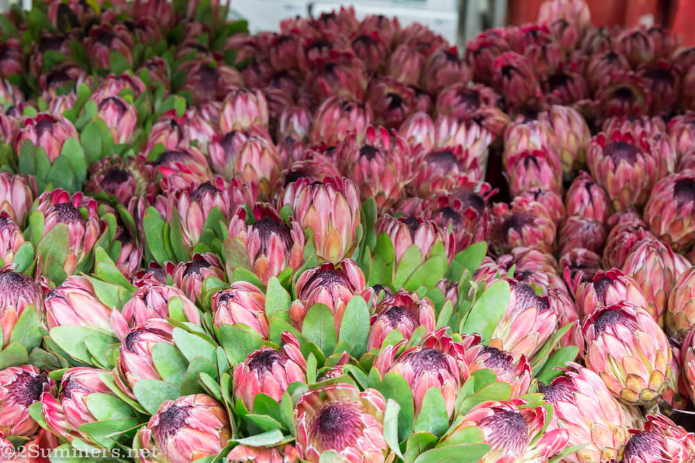 Pink proteas