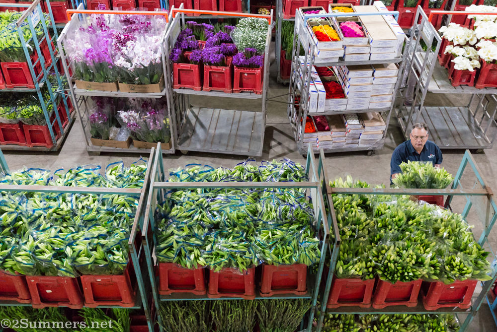 Flowers ready for auction at Multiflora