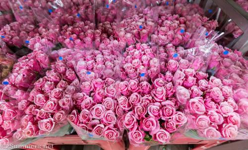 Pink roses at the Multiflora Market