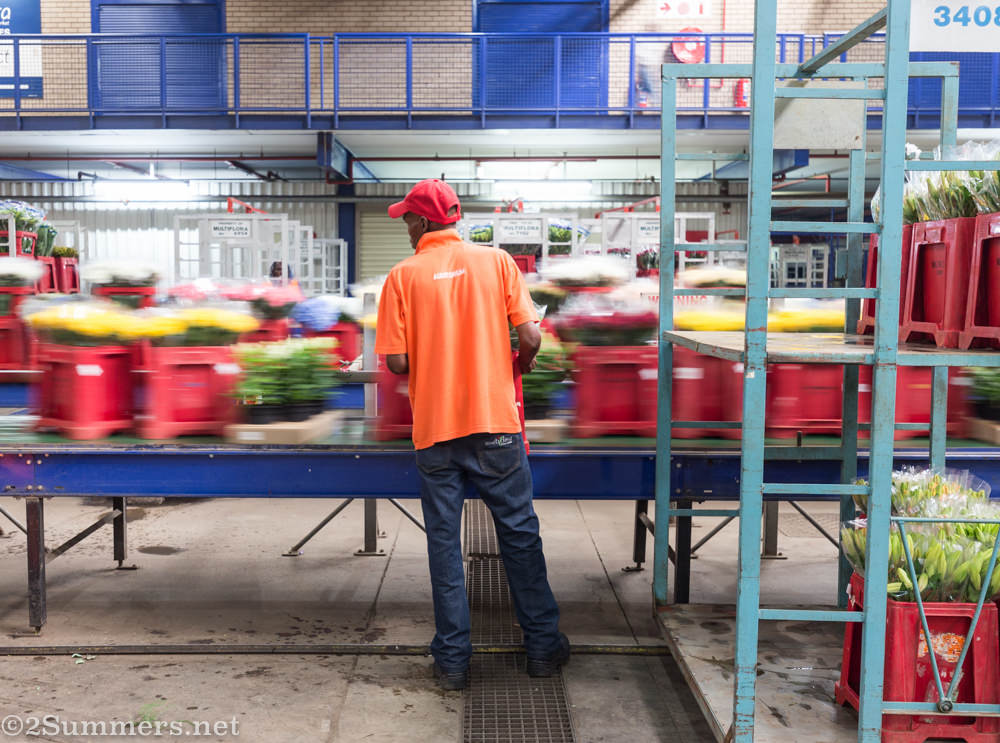 Loading flowers onto conveyor belt