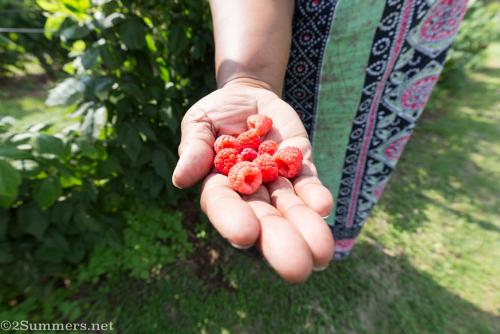Lungi holds raspberries at Field Berry Farm