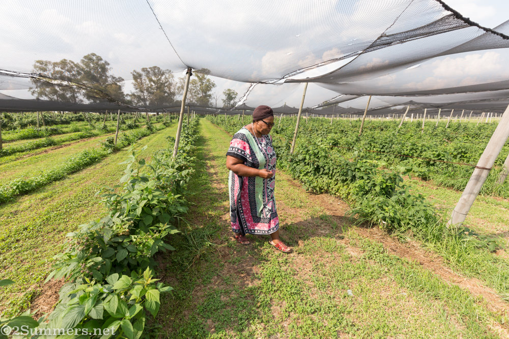 Lungi walks the fields at Field Berry Farm