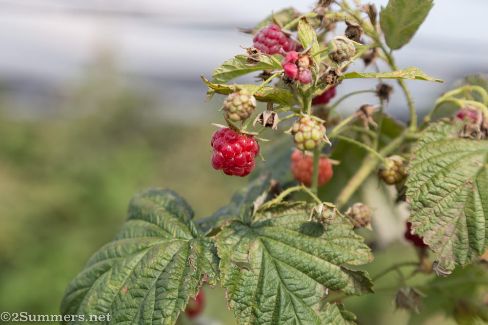 Raspberries growing at Field Berry Farm