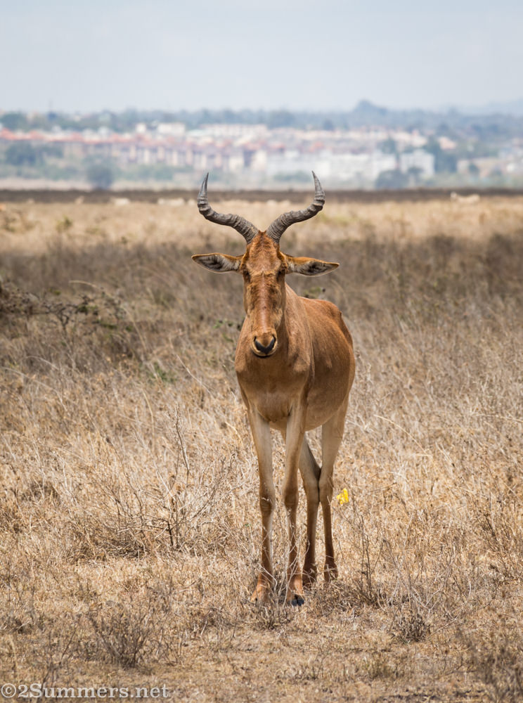 Hartebeest in Nairobi National Park