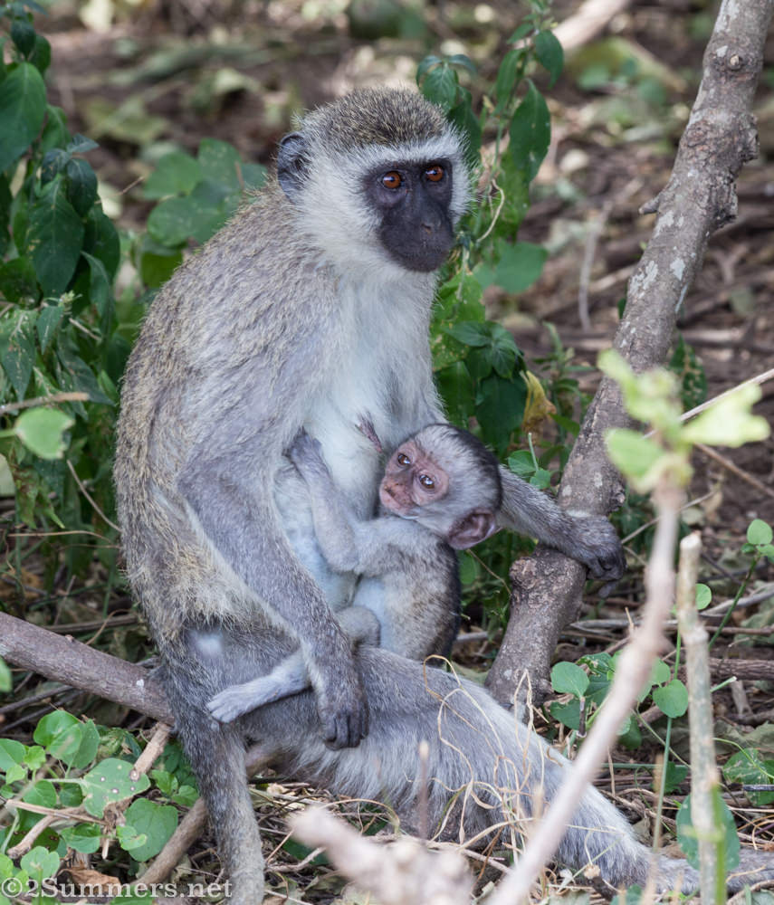 Mama and baby vervet monkey