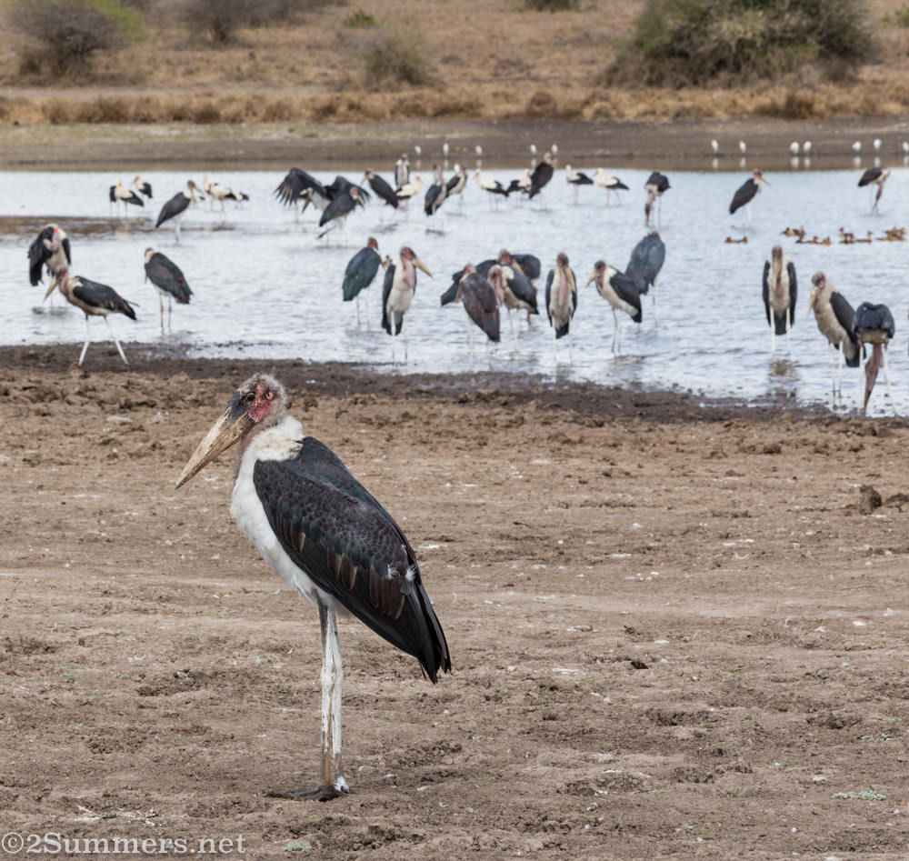 Maribor storks in Nairobi National Park