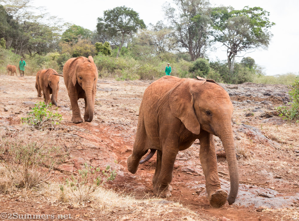 Elephants coming for feeding