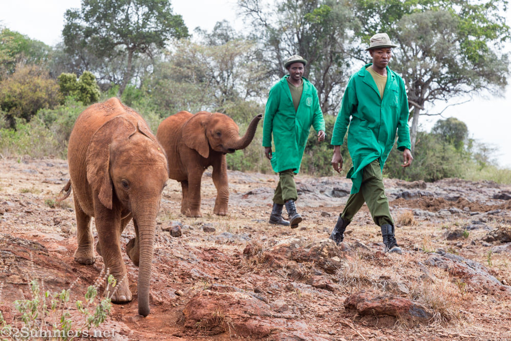 Elephants and keepers