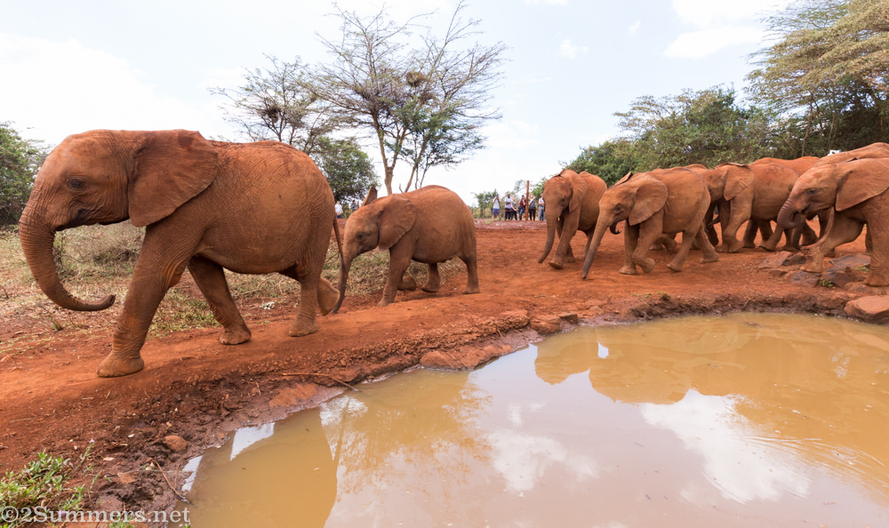 Elephants at DSWT