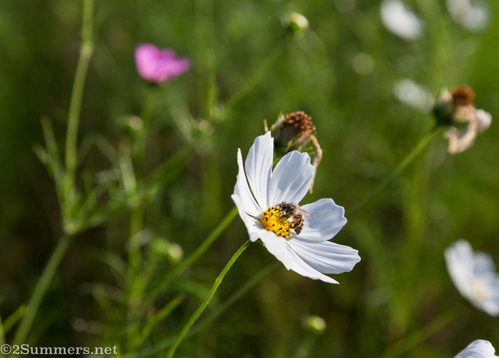 Bee and cosmos
