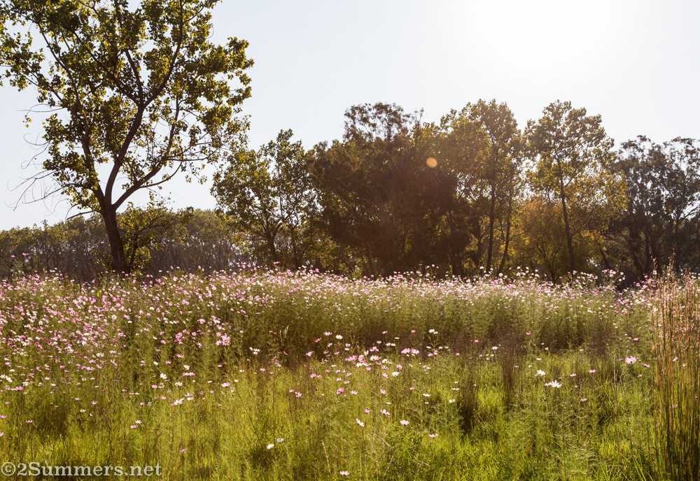 Field of cosmos