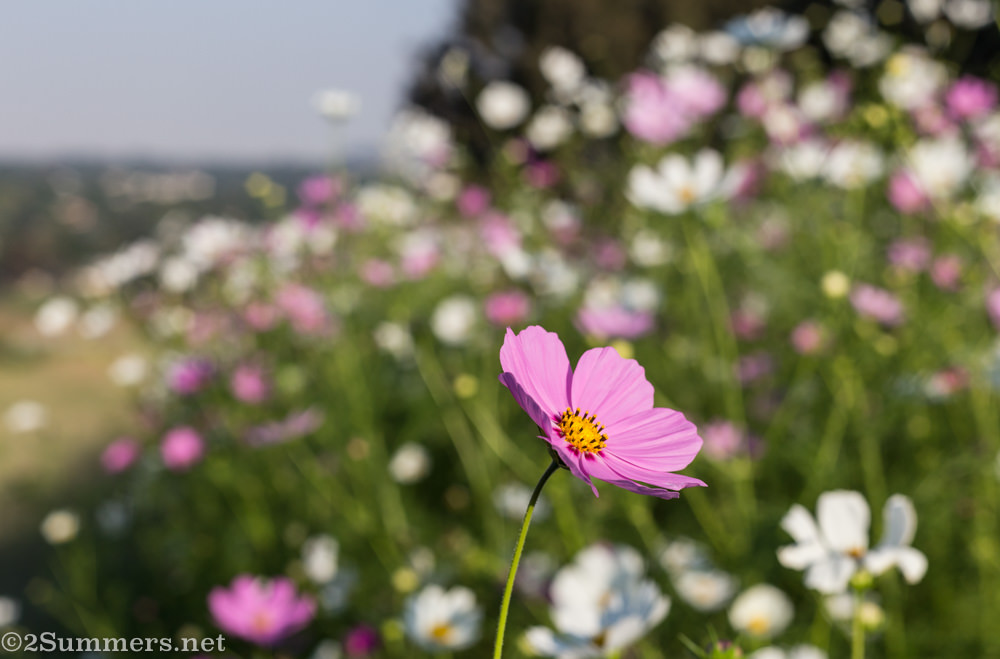 Cosmos in Delta Park