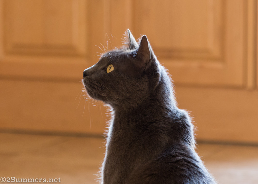 The Melville Cat in the kitchen
